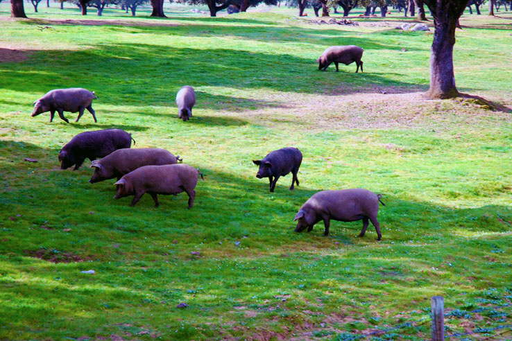 The black pigs of the Alentejo