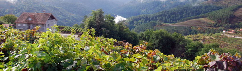 DSC_0331-850x250