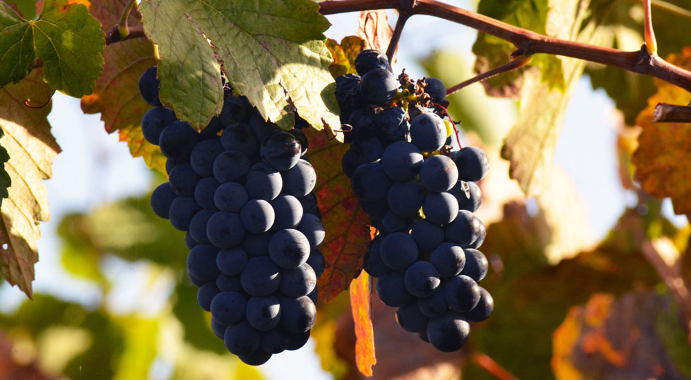 alto_douro-17-24a