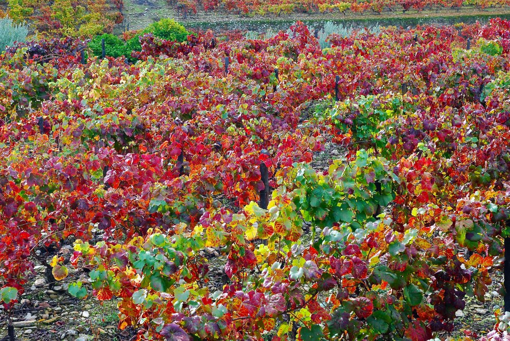 Fall colors in Croft's Quinta da Roêda vineyards